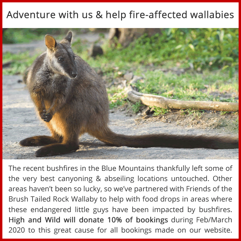 rock wallaby
