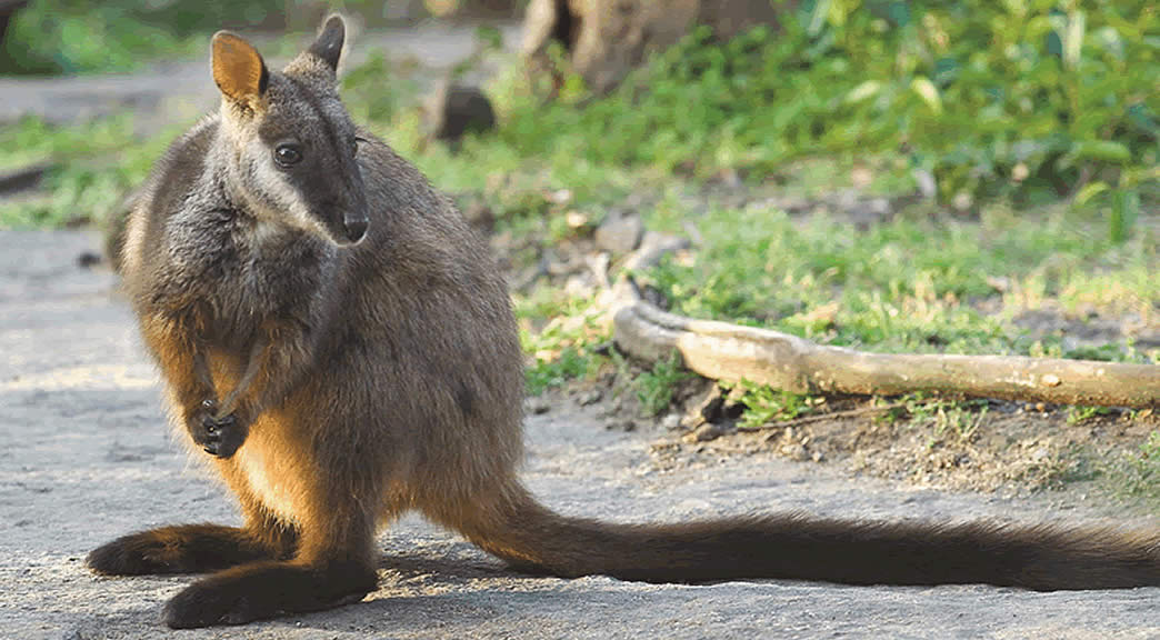 brush tailed rock wallaby