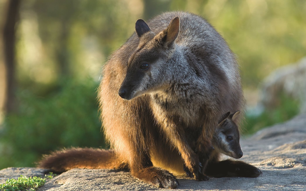 brush tailed rock wallaby and joey