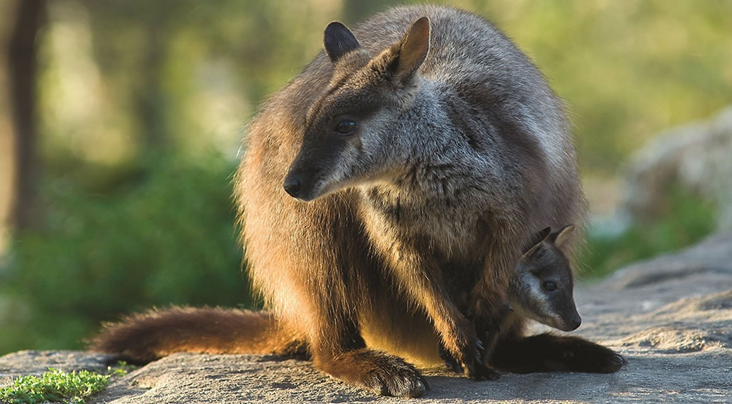 brush tailed rock wallaby and joey